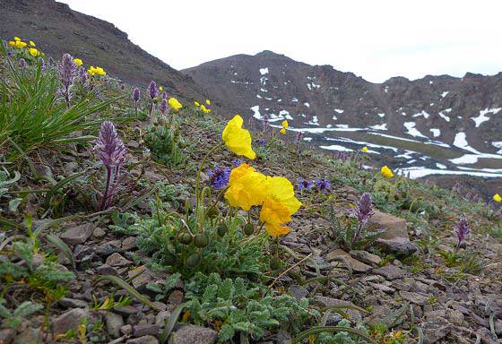 Wildlflowers